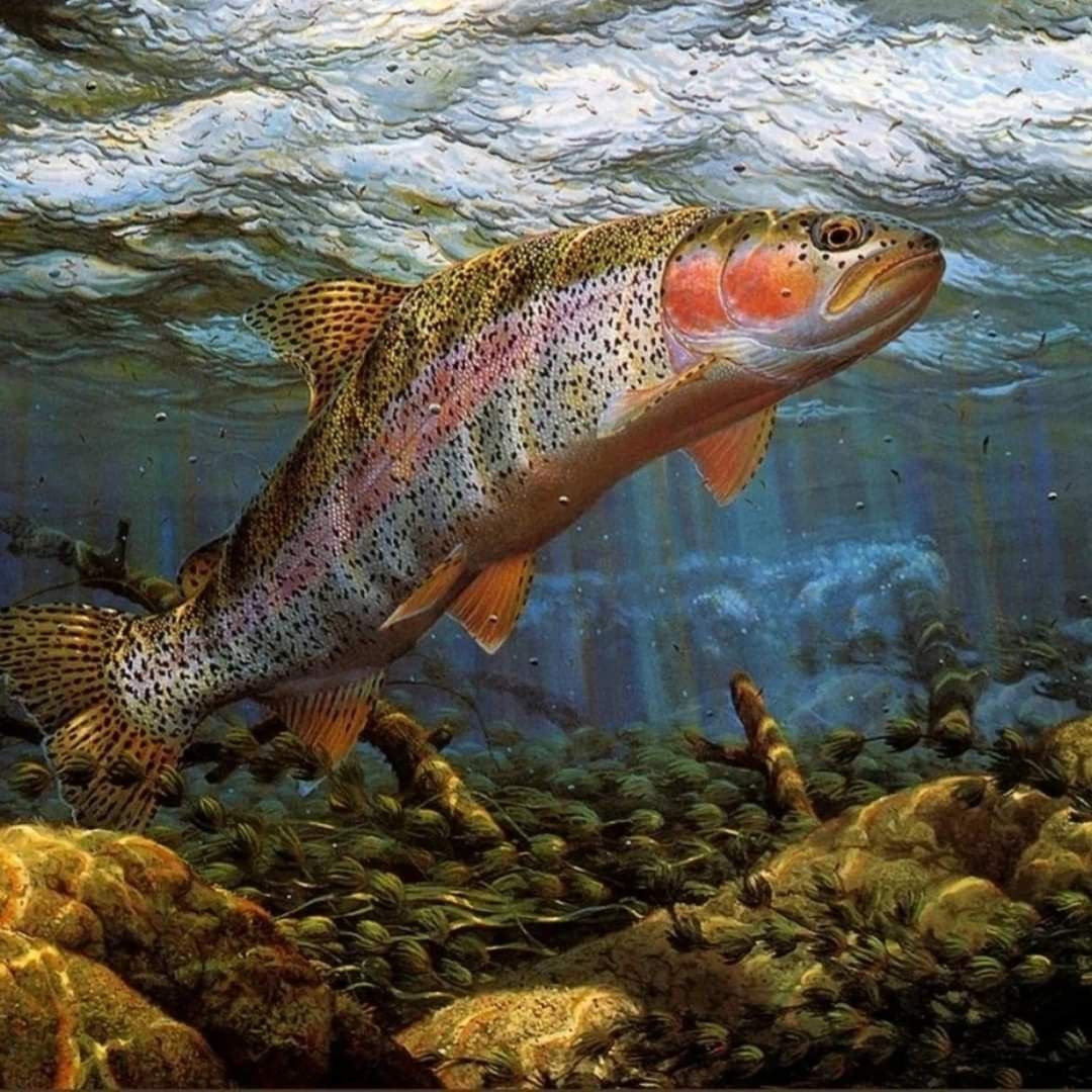 trout fish
